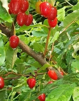 Гуми или лох многоцветковый(Elaeagnus multiflora) 1 шт