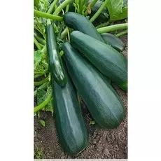 Кабачок Цуккини Черный красавец 1 гр цв.п