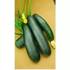 Кабачок Цуккини Скворушка 1 гр цв.п.