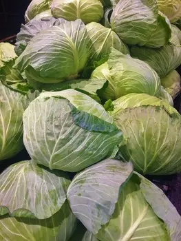 Капуста белокочанная ранн.Фарао F1 (Bejo Zaden) 20шт, цв.п.