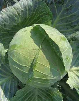 Капуста белокочанная № 1 Грибовский 1 гр б.п.