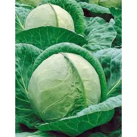 Капуста белокочанная Юбилей F1 10 шт цв.п.