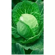 Капуста белокочанная Парел F1 10 шт цв.п.