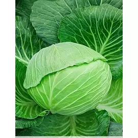 Капуста белокочанная Рамко F1 10 шт. ц.п.