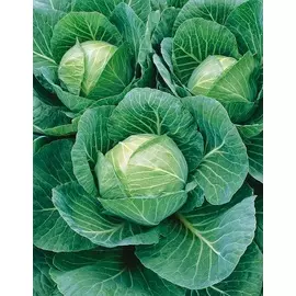 Капуста белокочанная Слава 1305 1 гр цв.п.