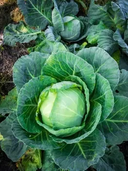 Капуста белокочанная Зимовка 1474 1 гр. б.п.