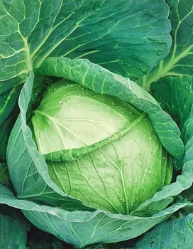 Капуста белокочанная Чудо на засол F1 (УД) 0,3 г цв п