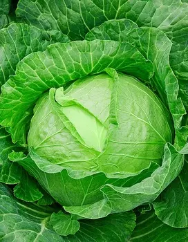 Капуста белокочанная Слава 1305 1 гр б.п.