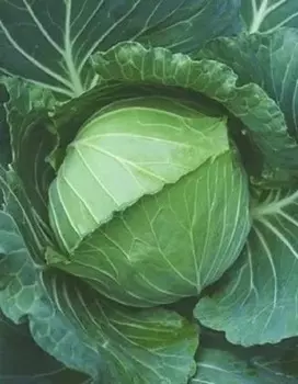 Капуста белокочанная Точка 1 гр б.п.