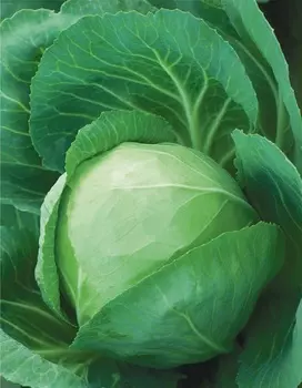 Капуста белокочанная Урожайная (УД) 0,3 гр цв.п.