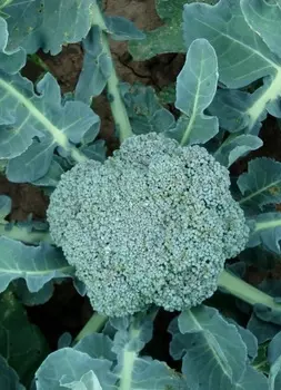 Капуста брокколи Линда 0,5гр цв.п.