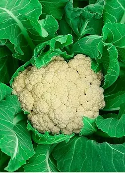 Капуста цветная Дачница 0,3 гр цв.п.