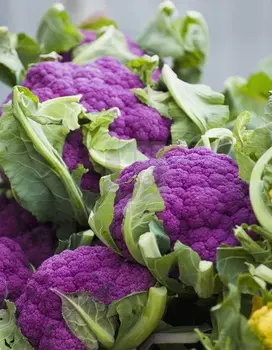 Капуста цветная Вайолеттер (Селекция "ВХ") 0,3 гр цв.п.