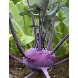 Капуста кольраби Виолетта 1 гр цв.п.