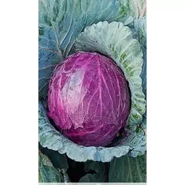 Капуста краcнокочанная Бенефис F1 0,3 гр цв.п.