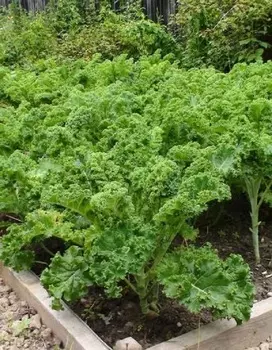 Капуста листовая Кружевница (Селекция "ВХ") 0,3 гр цв.п.