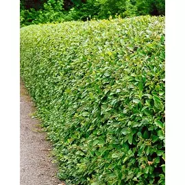 Кизильник блестящий 1 шт Р9