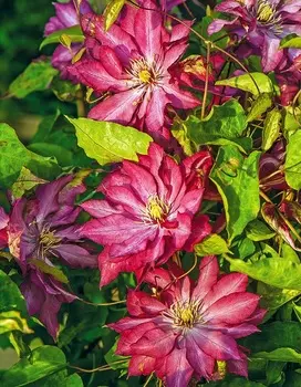 Клематис Каен 1 шт Р9