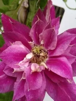 Клематис Май Дарлинг 1 шт ОКС