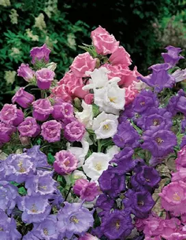 Колокольчик Смесь лидеров (УД) 0,05 гр