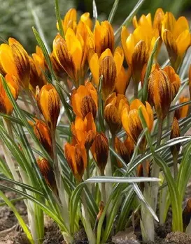 Крокус Оливьери Оранж монарх 1 уп. (3 шт.)