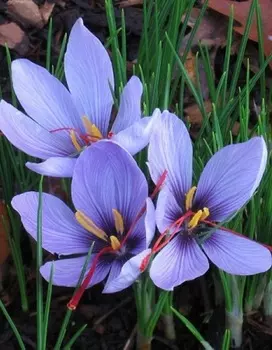 Крокус Сативус 1 уп. (5 шт.)