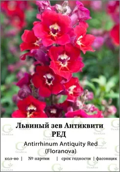 Львиный зев Антиквити Ред (Fn) 100шт
