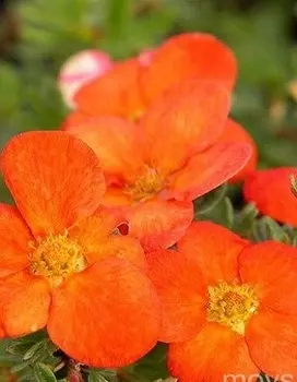 Лапчатка (Курильский чай) Ред Айс 1 шт Р9