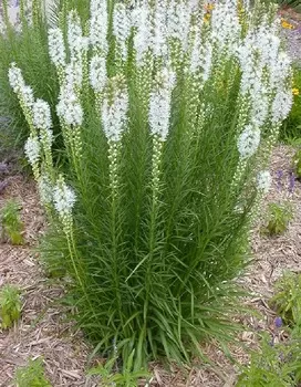 Лиатрис Альба 5 шт.