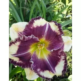 Лилейник Ансверинг Энжел 1 шт Р9