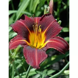 Лилейник Блэк Принц 1 шт