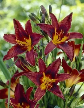 Лилейник Блэк Принц 1 шт Р9