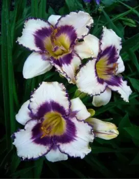 Лилейник Блуберри Сандей 1 шт Р9