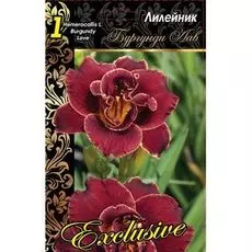 Лилейник Бургунди Лав 1 шт Р9