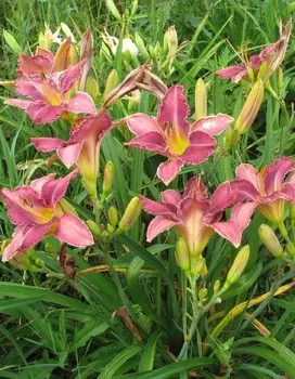 Лилейник Чикаго Кноби 1 шт Р9