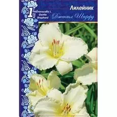 Лилейник Джентл Шефред 1 шт Р9