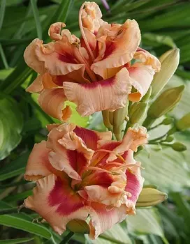 Лилейник Форти Секонд Стрит 1 шт Р9