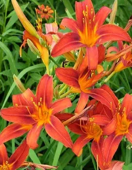 Лилейник Гибридный Сэмми Рассел 1 шт Р9