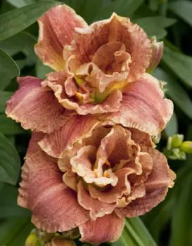 Лилейник Хэппи Хулиган 1шт. Р9