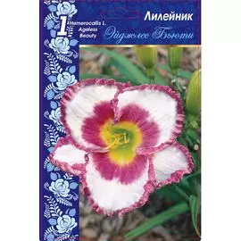 Лилейник Эйджлес Бьюти 1 шт Р9