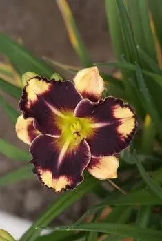 Лилейник Эндуранс Триппед Пойнт 1 шт Р9