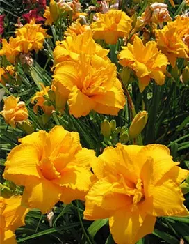 Лилейник Кондилла 1 шт Р9