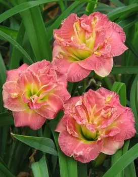 Лилейник Лейси Дойли 1 шт Р9