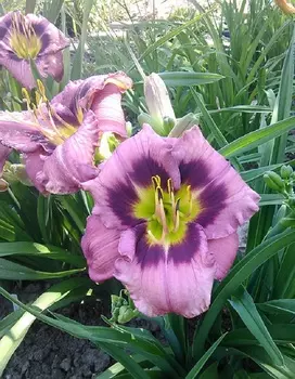 Лилейник Макбет 1 шт Р9