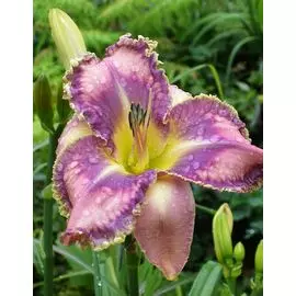 Лилейник Милдред Митчел 1 шт Р9