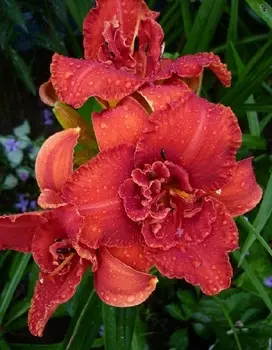 Лилейник Мозес Фаер 1 шт Р9