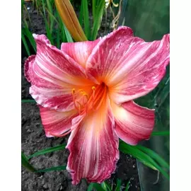 Лилейник Пинк Страйпс 1 шт Р9