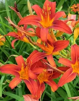 Лилейник Сэмми Рассел 1шт. Р9