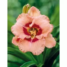 Лилейник Тру Грит 1шт.