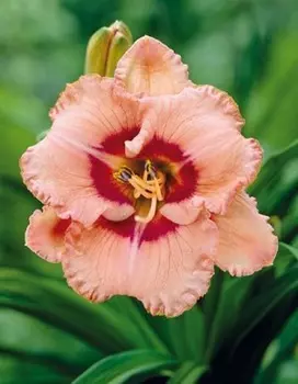 Лилейник Тру Грит 1 шт Р9